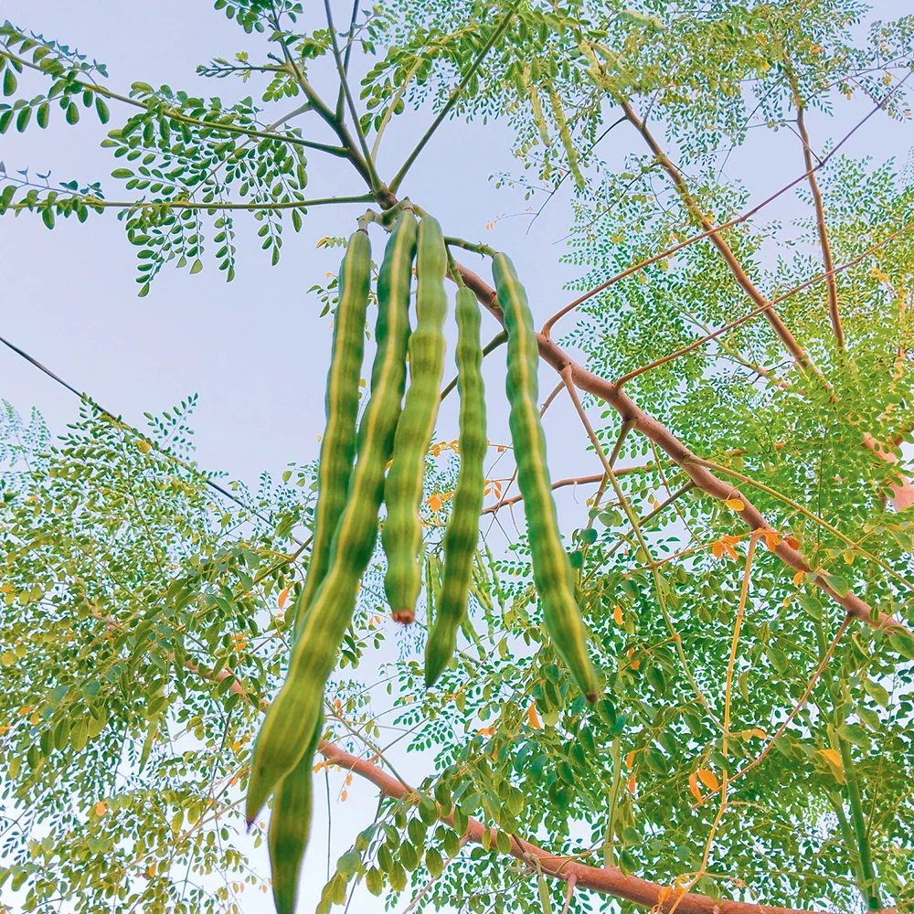 Moringa Oleifera- Drumstick Tree - Image 3