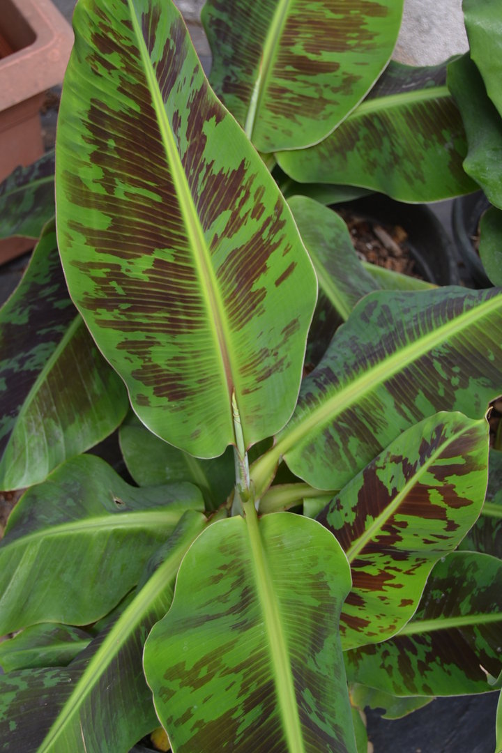 Musa Dwarf Cavendish – Dwarf Banana Plant - Image 3