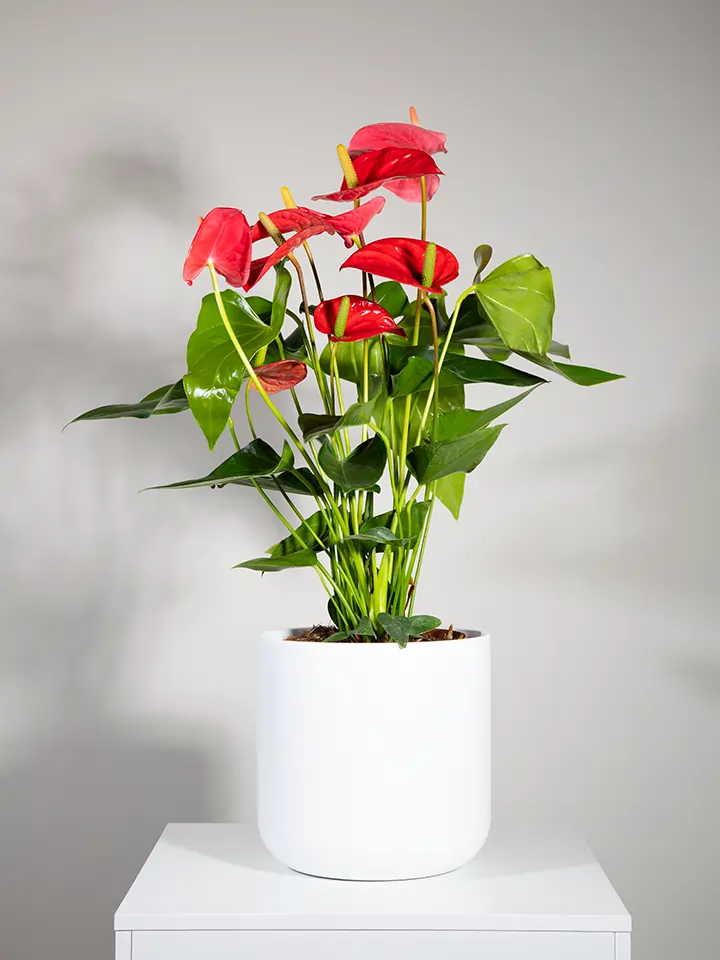 Anthurium Royal Red