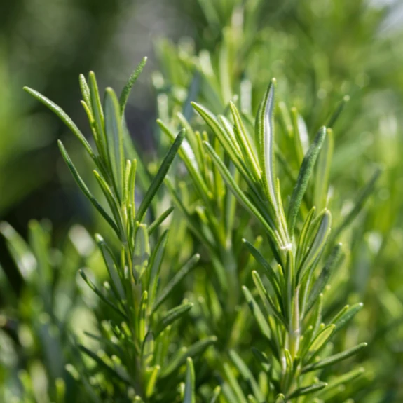 Rosemary - Image 2
