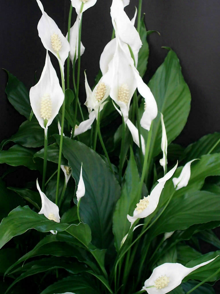 Spathiphyllum - Peace Lily (Small) - Image 2