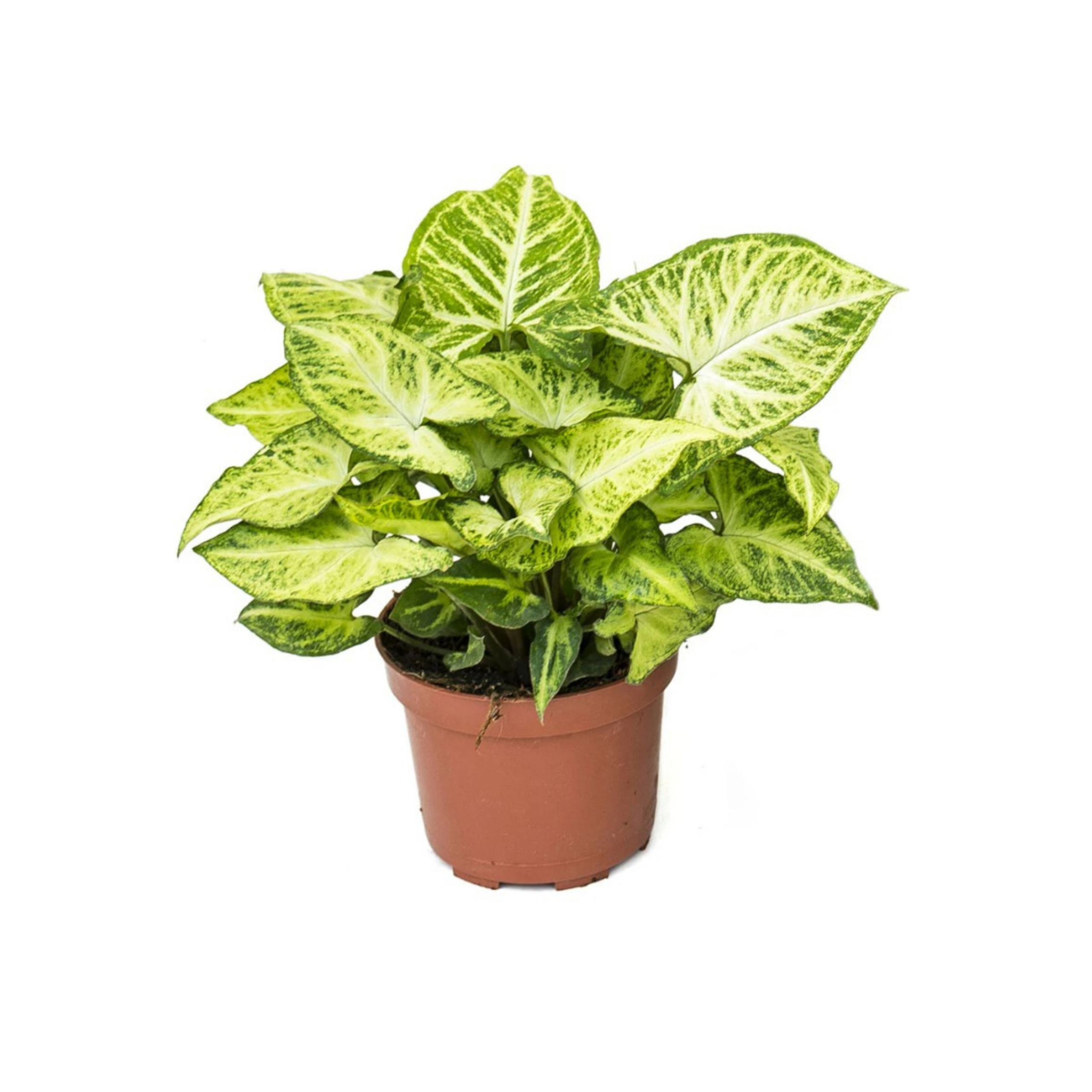 Syngonium Plant - Image 2