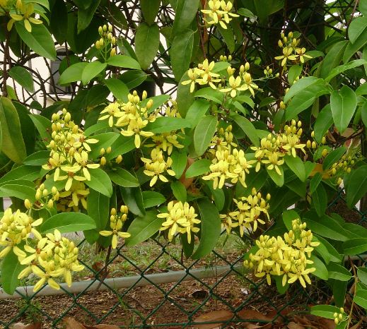 Tristellateia australasiae – Shower of Gold Climber - Image 2