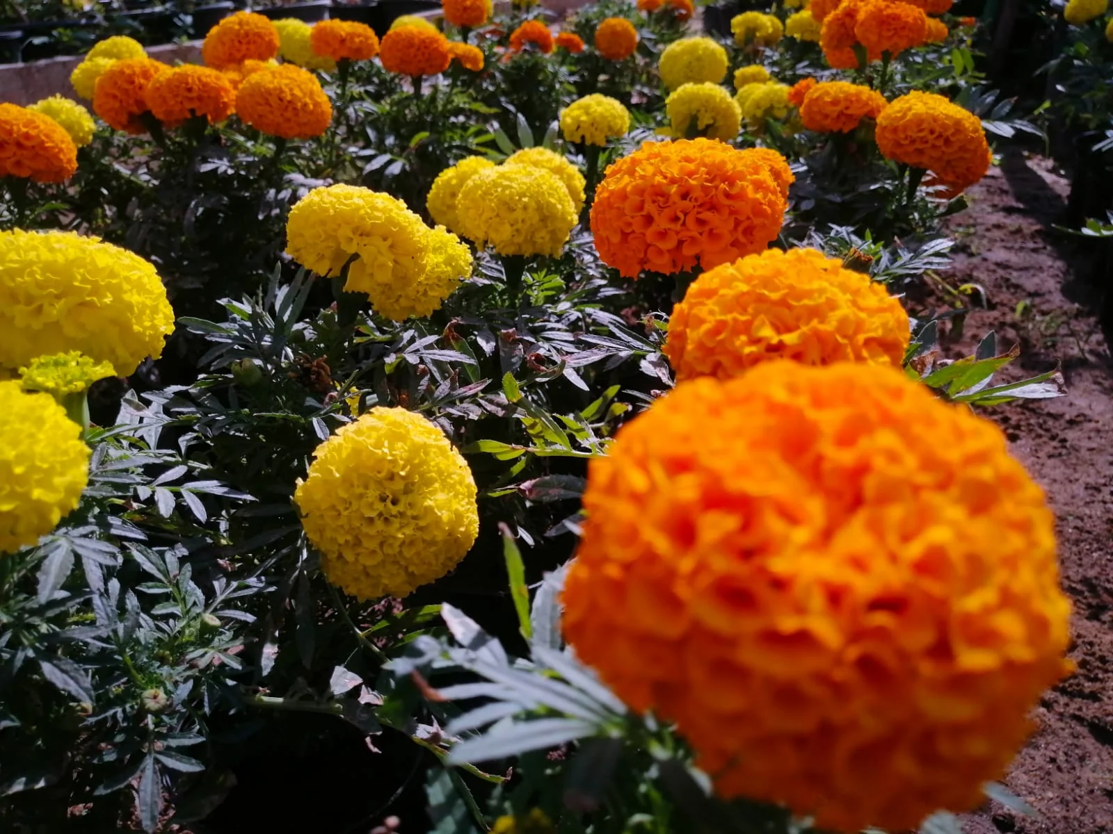 Marigold - Image 3