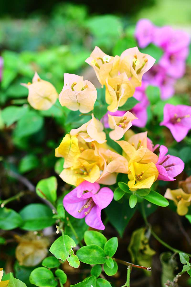 Bougainvillea - Image 4