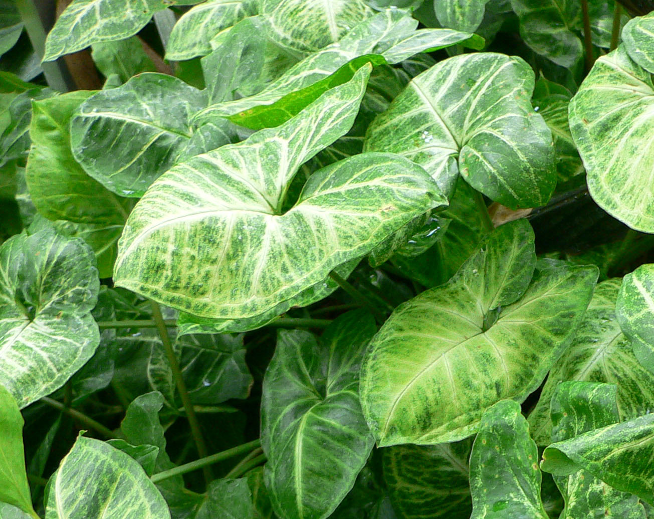 Syngonium Plant - Image 3
