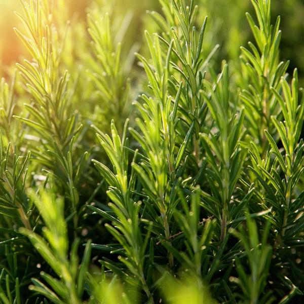 Rosemary - Image 3
