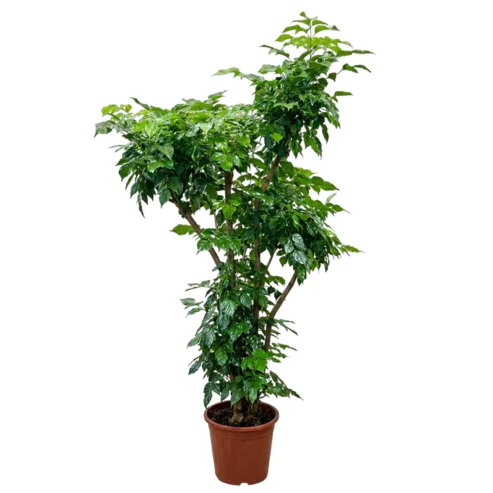 Radermachera Sinica 'China Doll' (Multi-branch, Bushy, and 2-Step Bushy) - Image 5