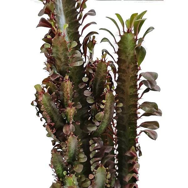 Euphorbia Trigona Rubra - Image 2