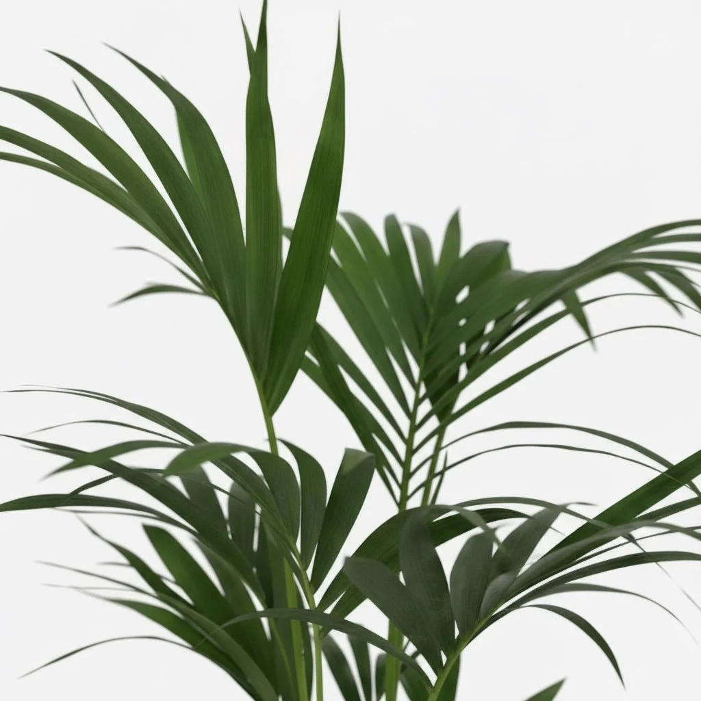 Howea Forsteriana 'Kentia Palm' (Small and large) - Image 2