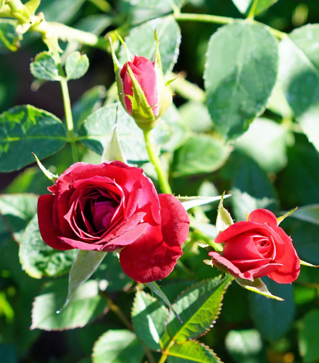 Rose - Red - Image 2