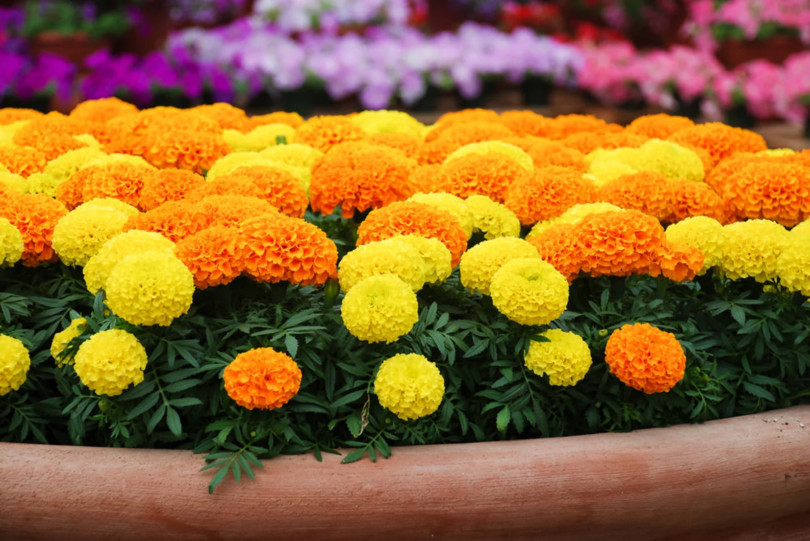 Marigold - Image 2
