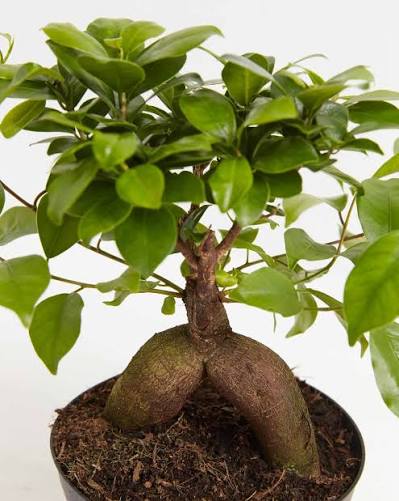 Ficus Microcarpa Ginseng Bonsai - Image 2