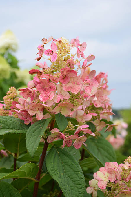 Hydrangeas - Image 3