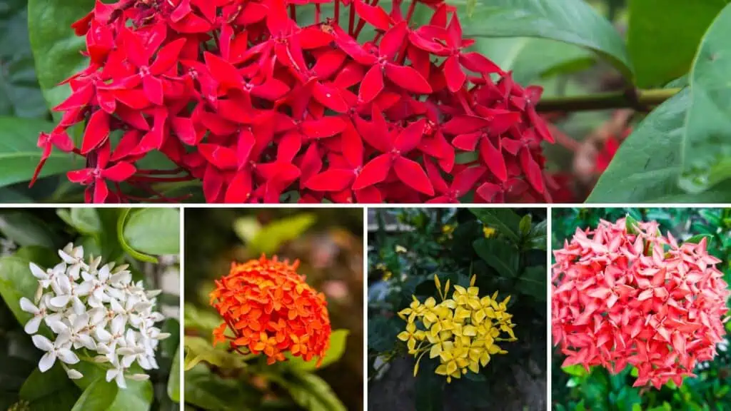 Ixora Plant - Image 2