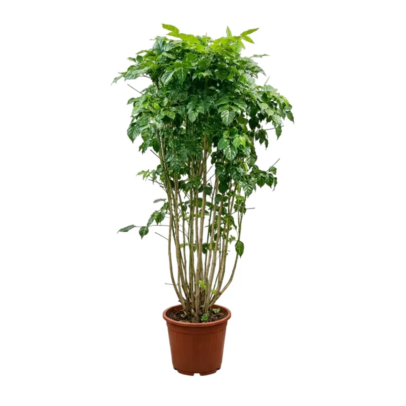 Radermachera Sinica 'China Doll' (Multi-branch, Bushy, and 2-Step Bushy) - Image 4