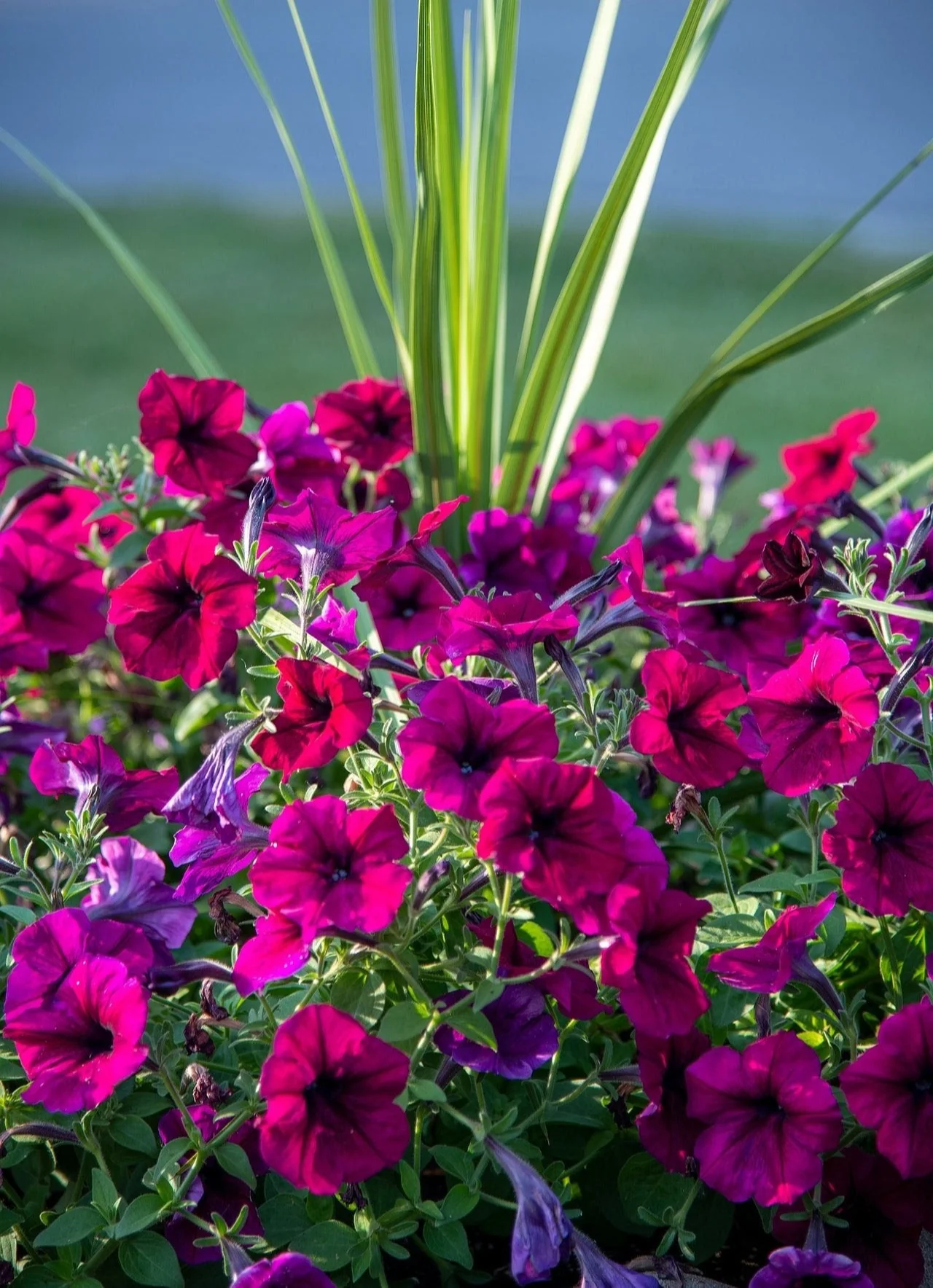 Petunia Box 25 pieces - Image 5