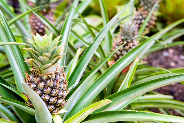 Annanas - Pineapple - Image 3