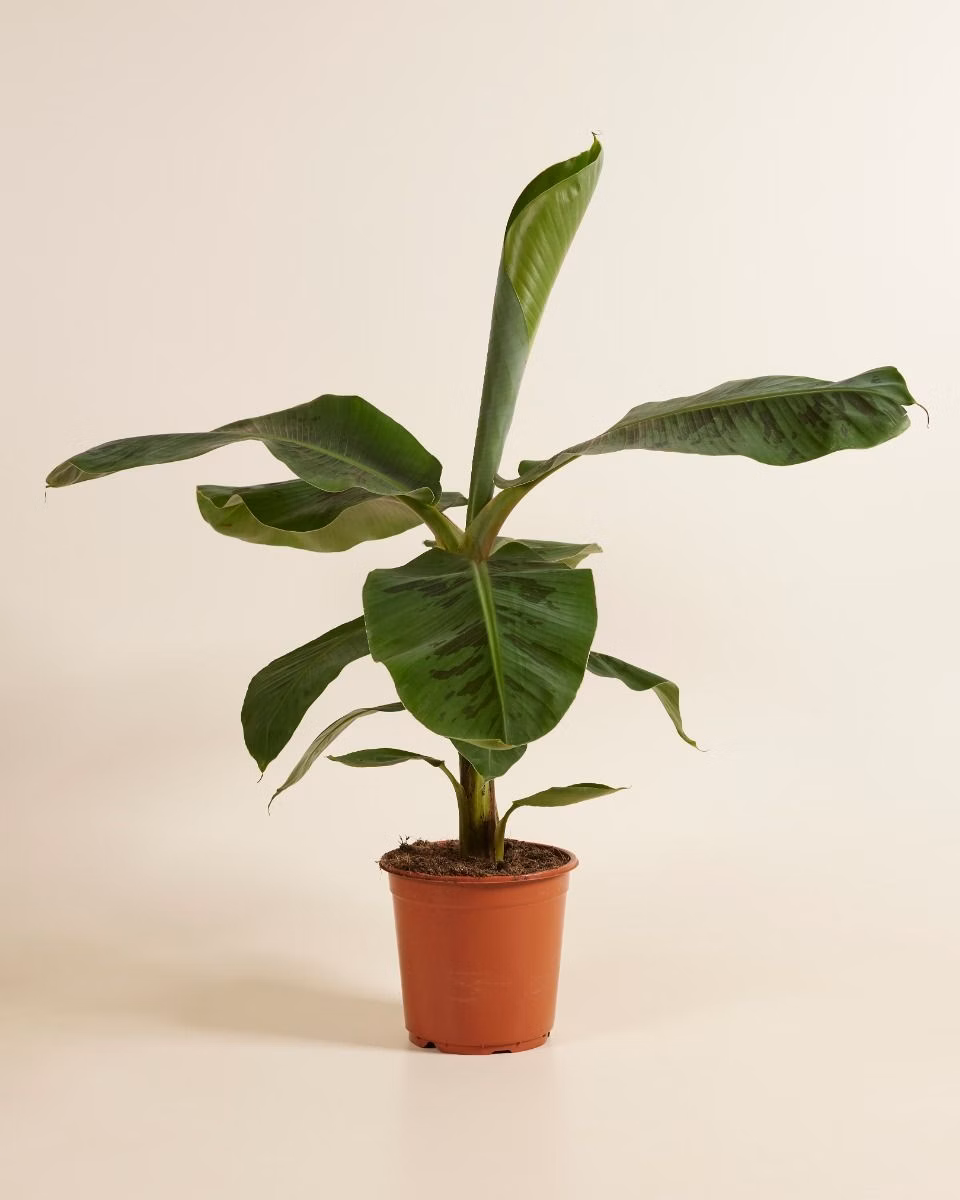 Musa Dwarf Cavendish – Dwarf Banana Plant