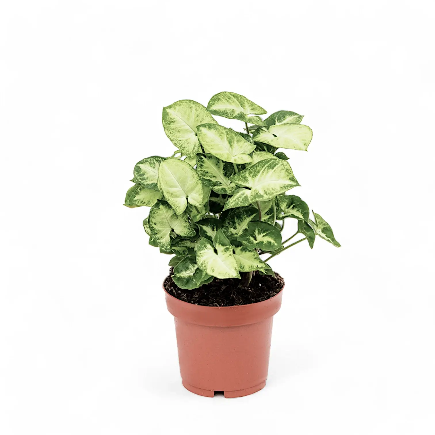 Syngonium Plant
