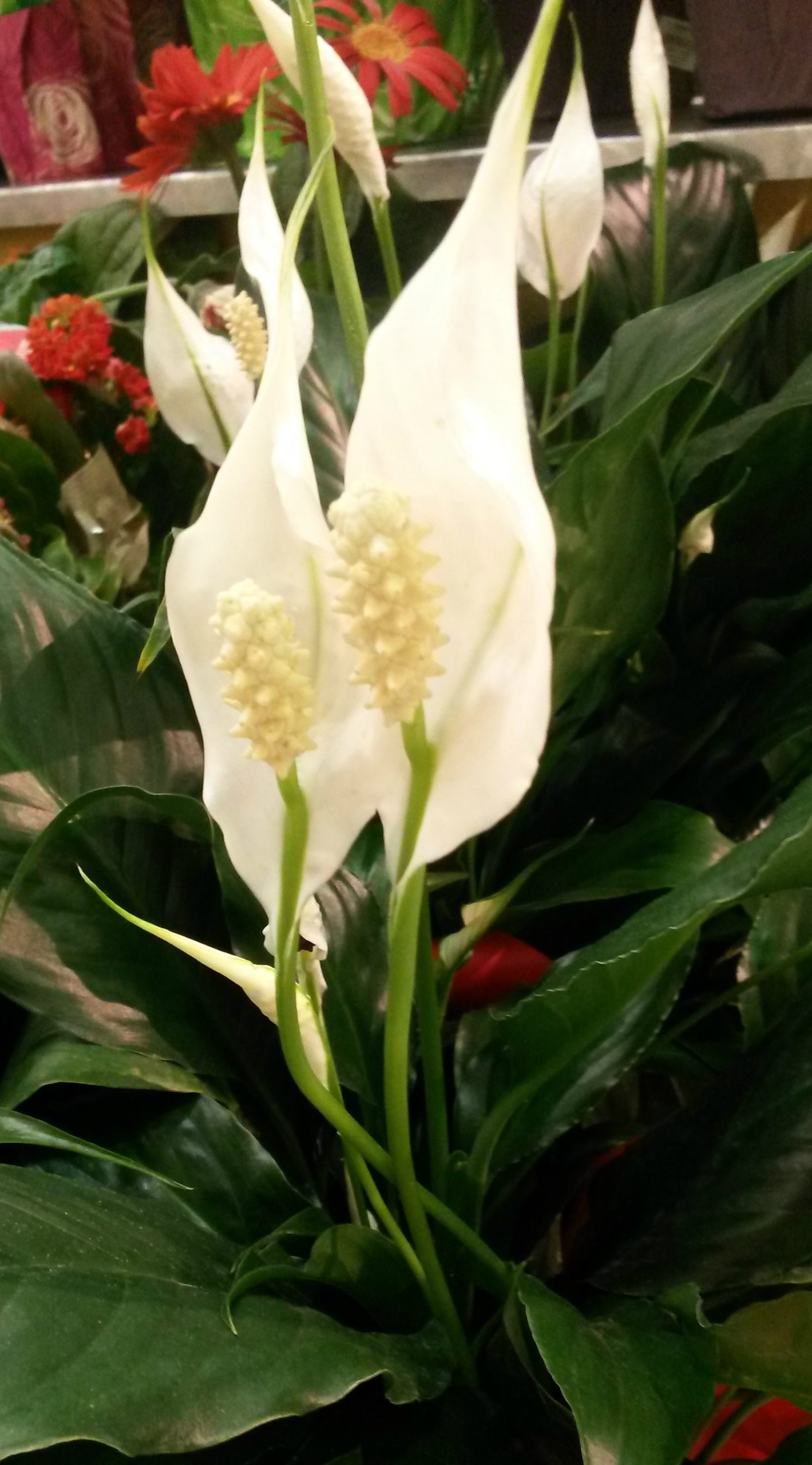 Spathiphyllum - Peace Lily (Small) - Image 3