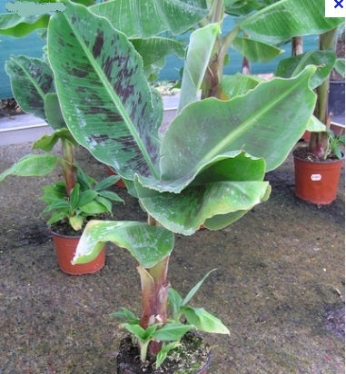 Musa Dwarf Cavendish – Dwarf Banana Plant - Image 2