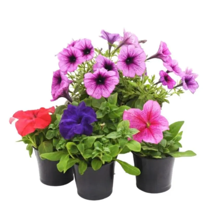 Petunia Box 25 pieces - Image 2
