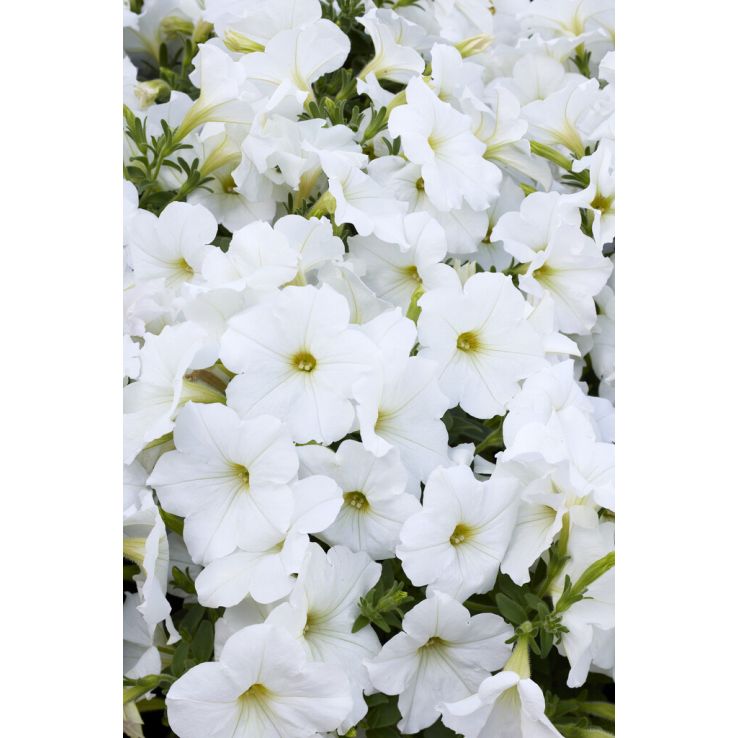 Petunia Box 25 pieces - Image 4